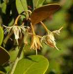 Mimusops caffra