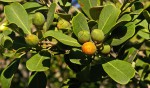 Mimusops caffra