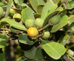 Mimusops caffra