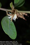Mimusops caffra
