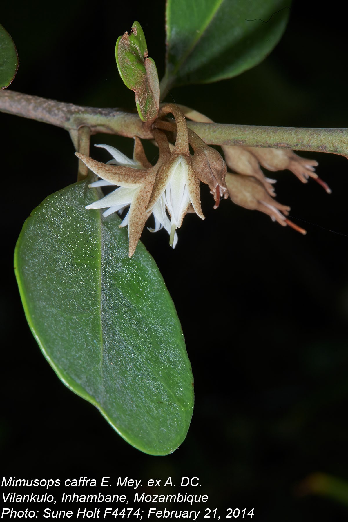 Mimusops caffra