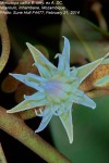 Mimusops caffra
