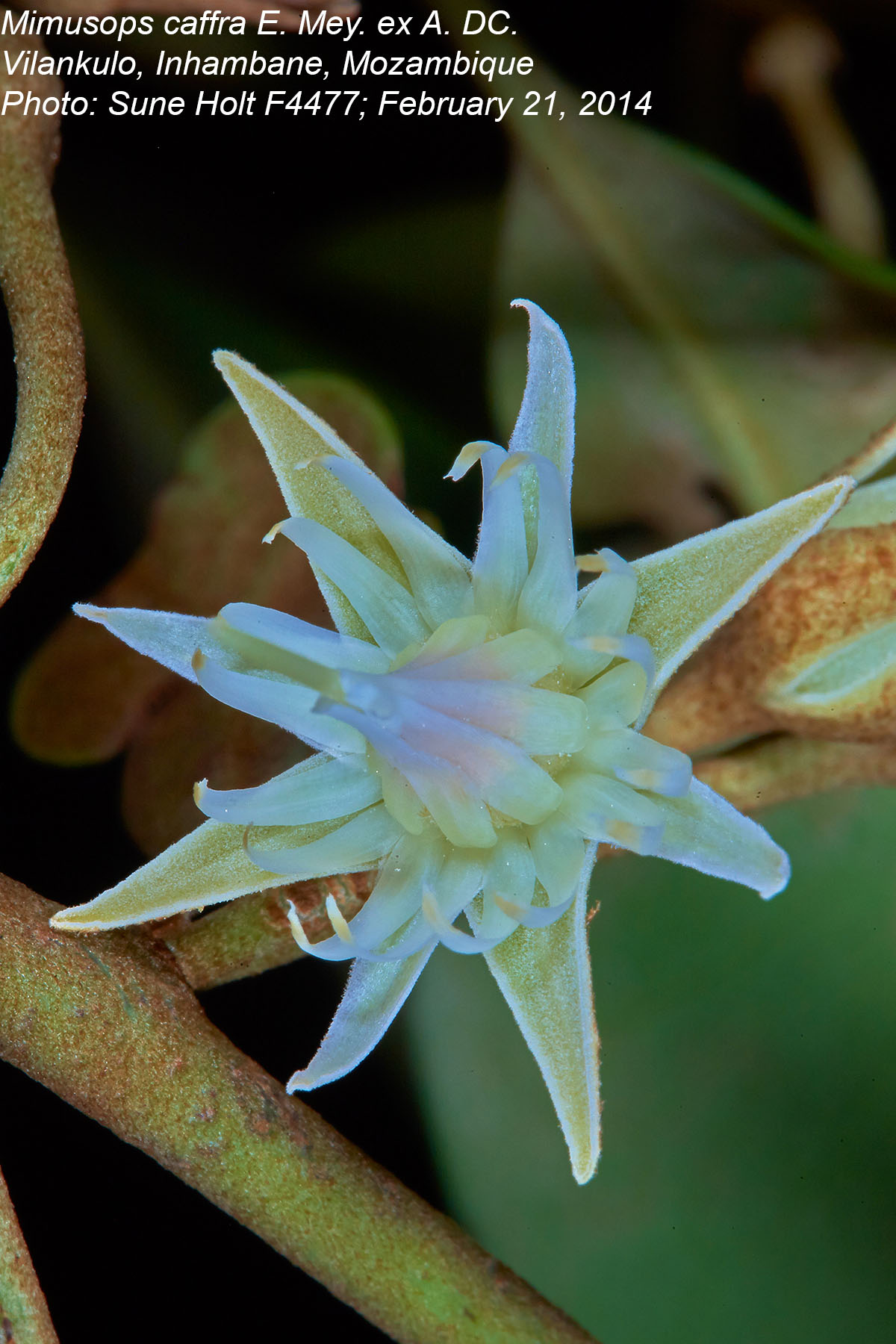 Mimusops caffra