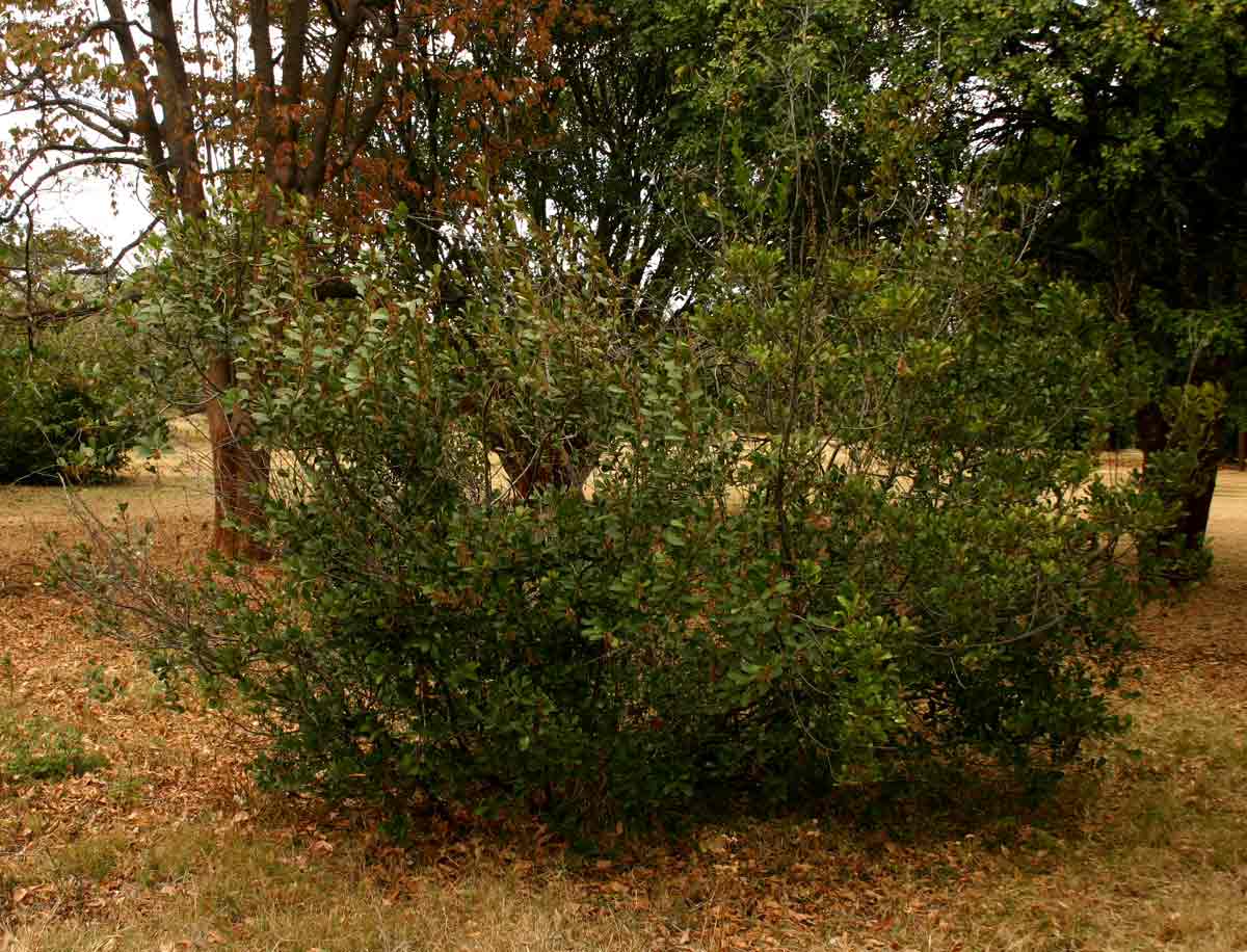 Mimusops caffra