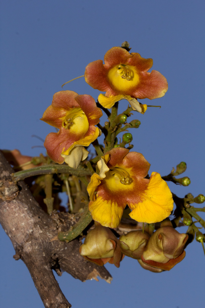Gmelina arborea