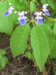 Vitex mossambicensis