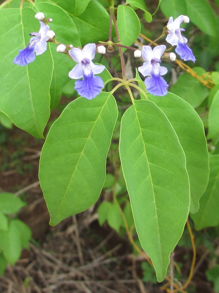 Vitex mossambicensis