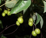 Vitex mossambicensis