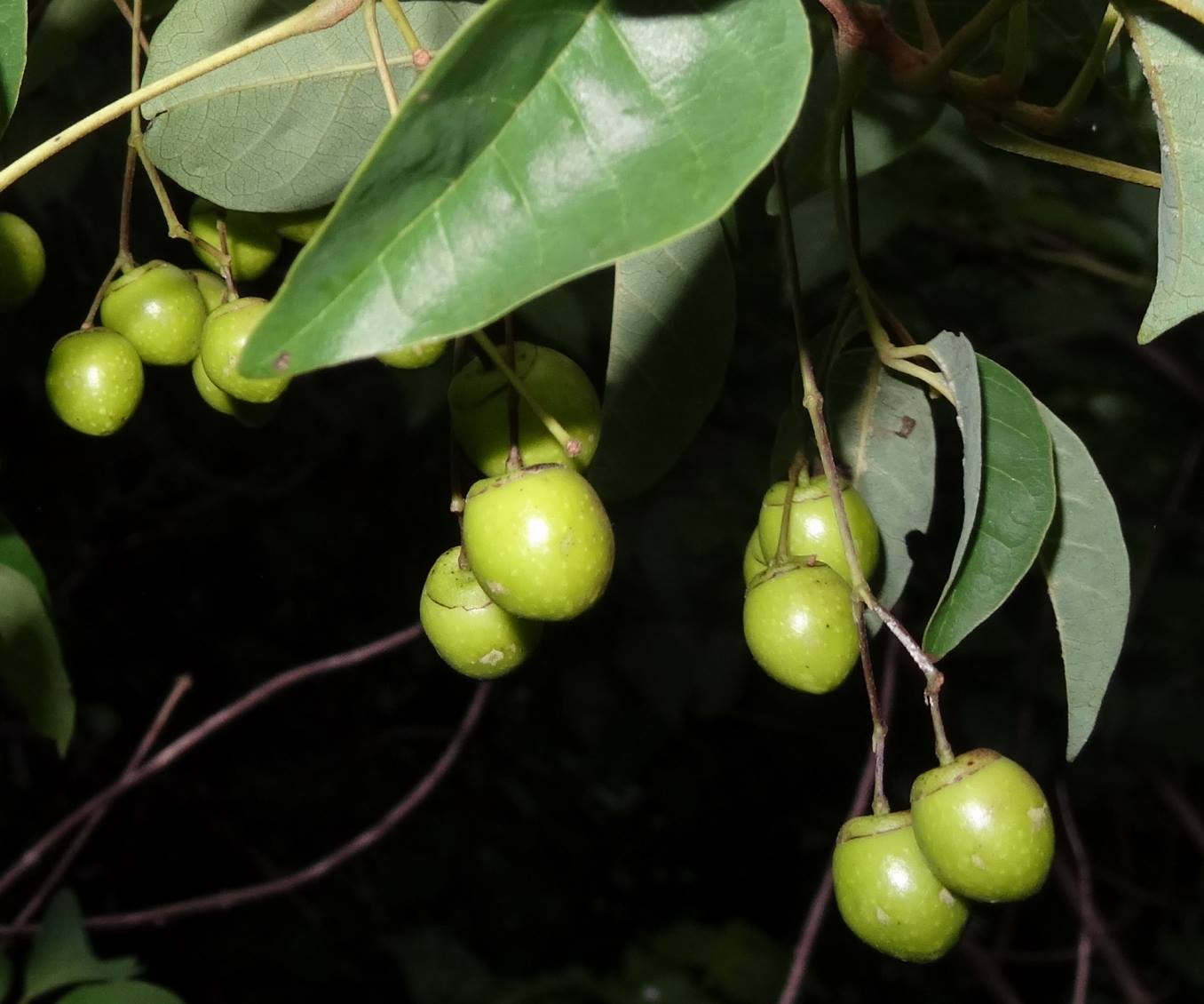 Vitex mossambicensis