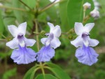 Vitex mossambicensis