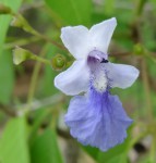 Vitex mossambicensis