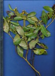 Avicennia marina