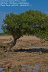 Avicennia marina