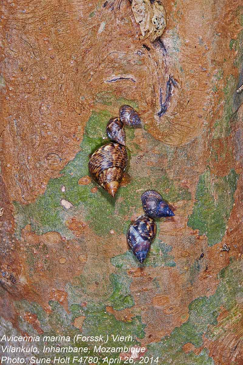 Avicennia marina