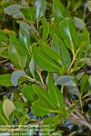 Avicennia marina