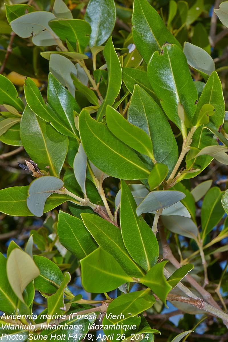 Avicennia marina