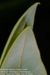 Avicennia marina
