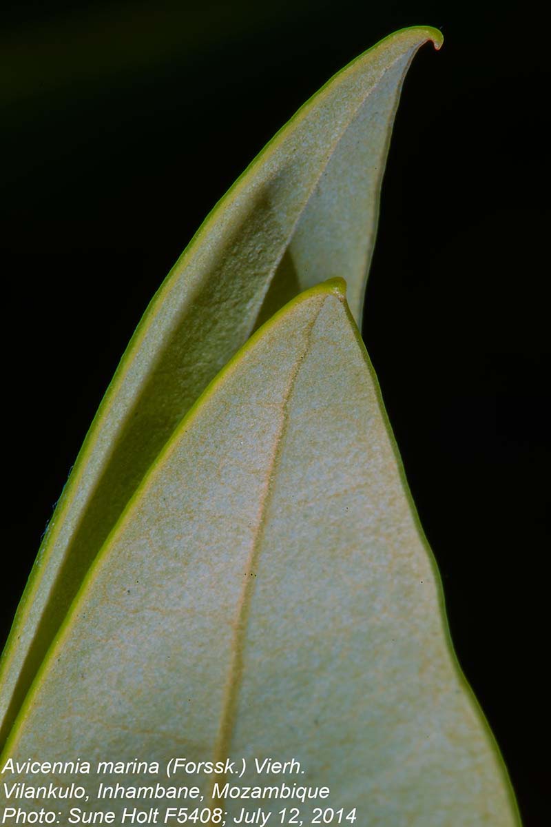 Avicennia marina
