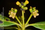 Avicennia marina