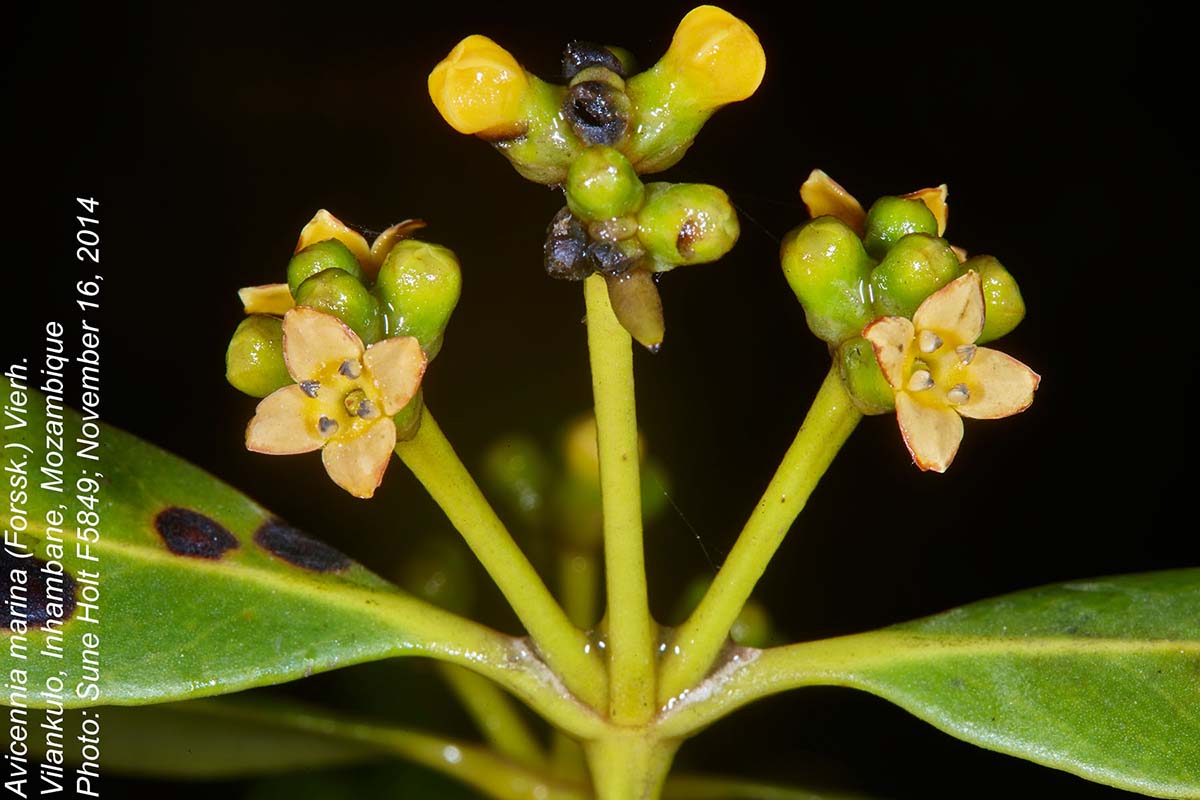 Avicennia marina