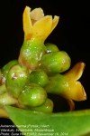 Avicennia marina