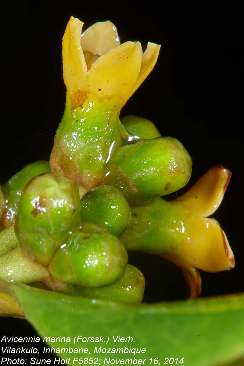 Avicennia marina