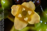 Avicennia marina