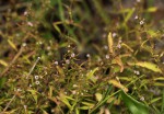 Nesogenes madagascariensis