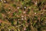 Nesogenes madagascariensis