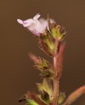 Nesogenes madagascariensis