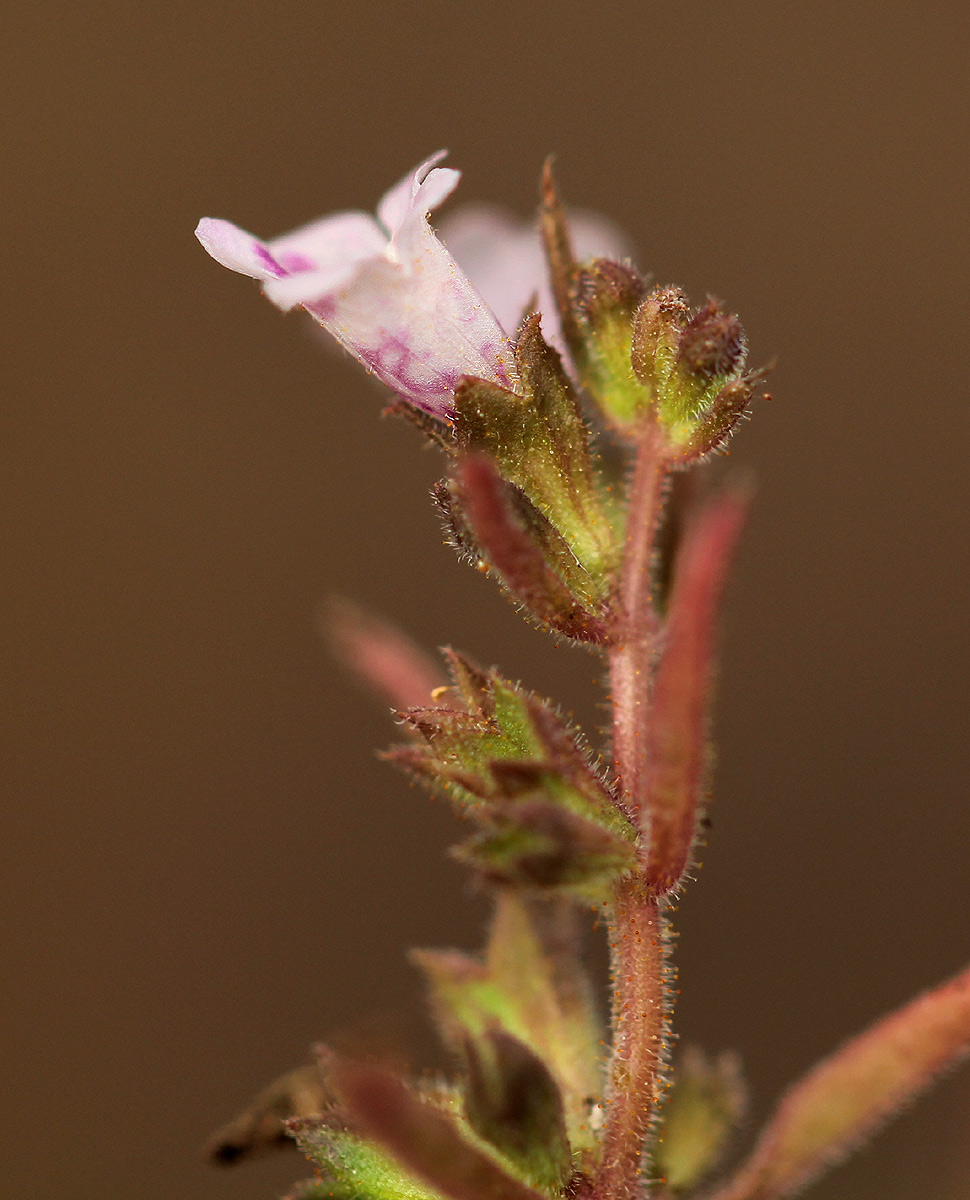 Nesogenes madagascariensis