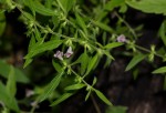 Nesogenes madagascariensis