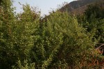 Vitex trifolia var. bicolor