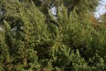 Vitex trifolia var. bicolor