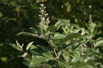 Vitex trifolia var. bicolor