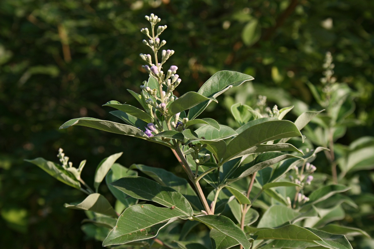 Vitex trifolia var. bicolor