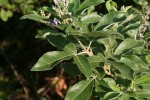 Vitex trifolia var. bicolor