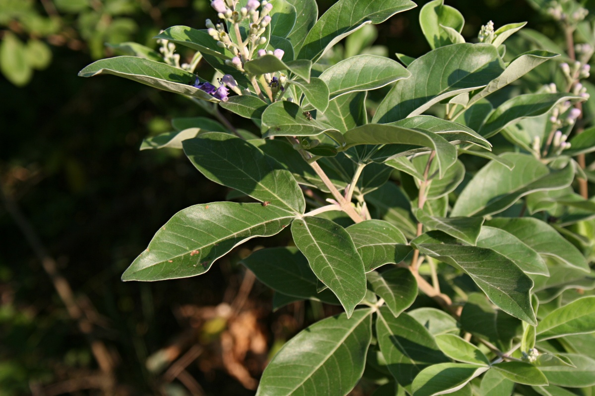 Vitex trifolia var. bicolor