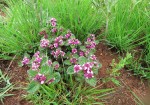 Lippia plicata