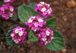 Lippia plicata