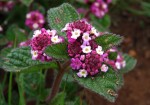 Lippia plicata