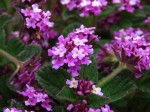 Lippia plicata