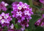 Lippia plicata