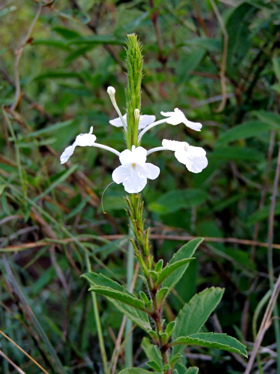 Chascanum angolense subsp. zambesiacum