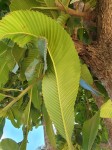 Dillenia indica