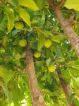 Dillenia indica