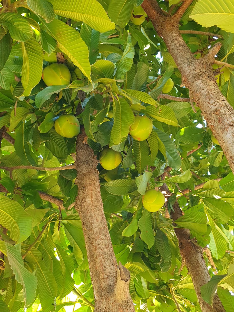Dillenia indica