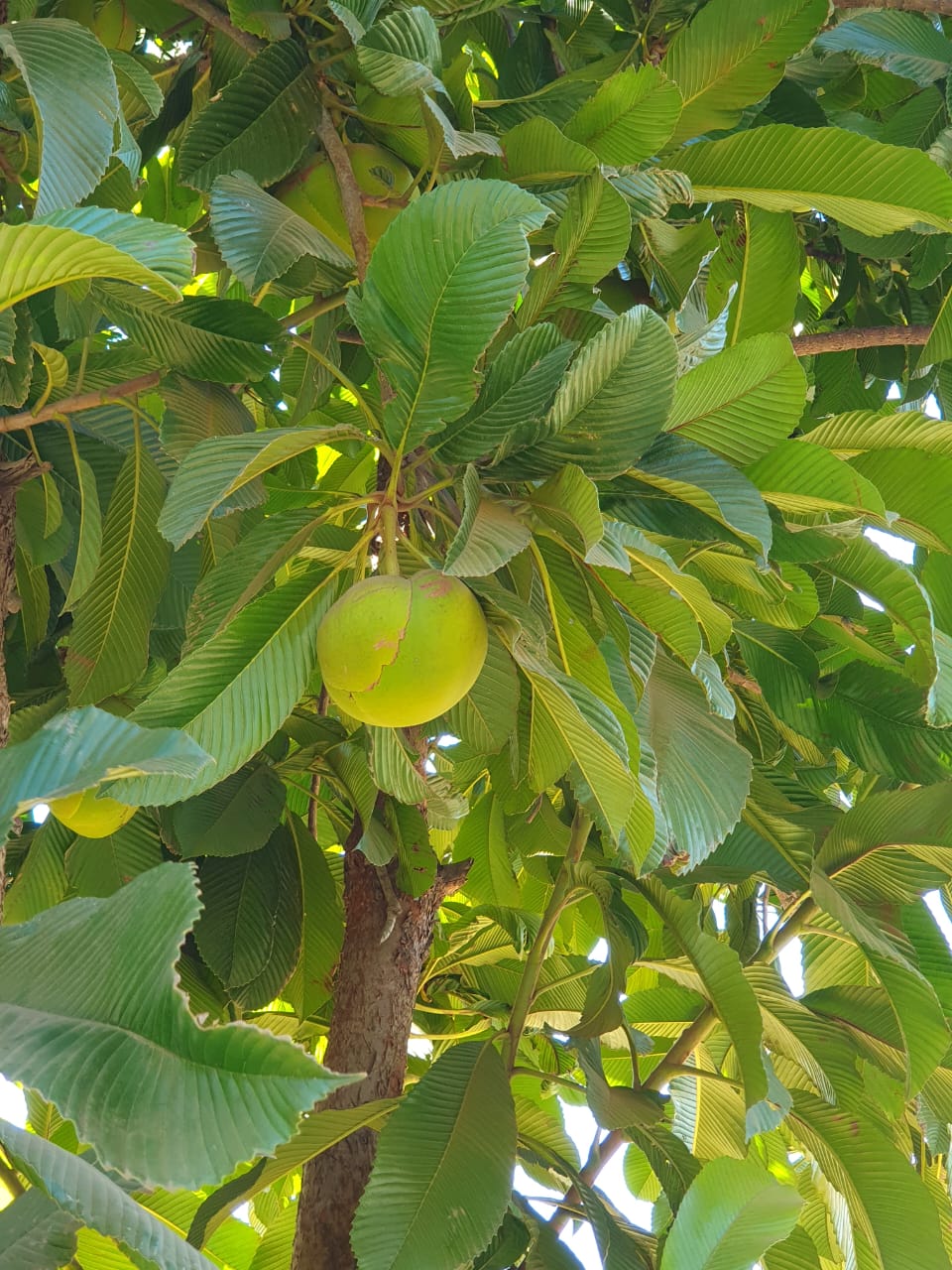 Dillenia indica