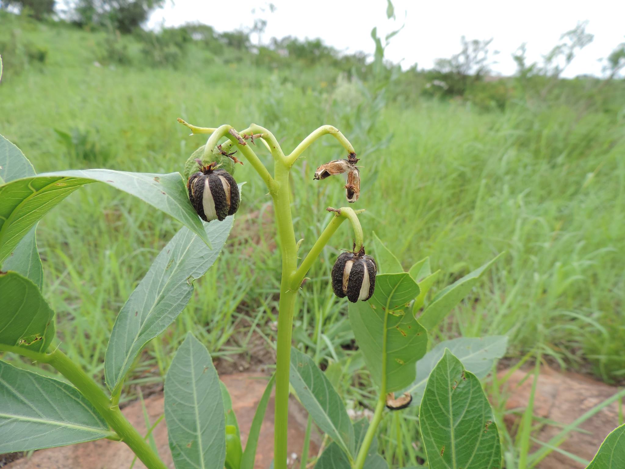 Jatropha latifolia var. subeglandulosa