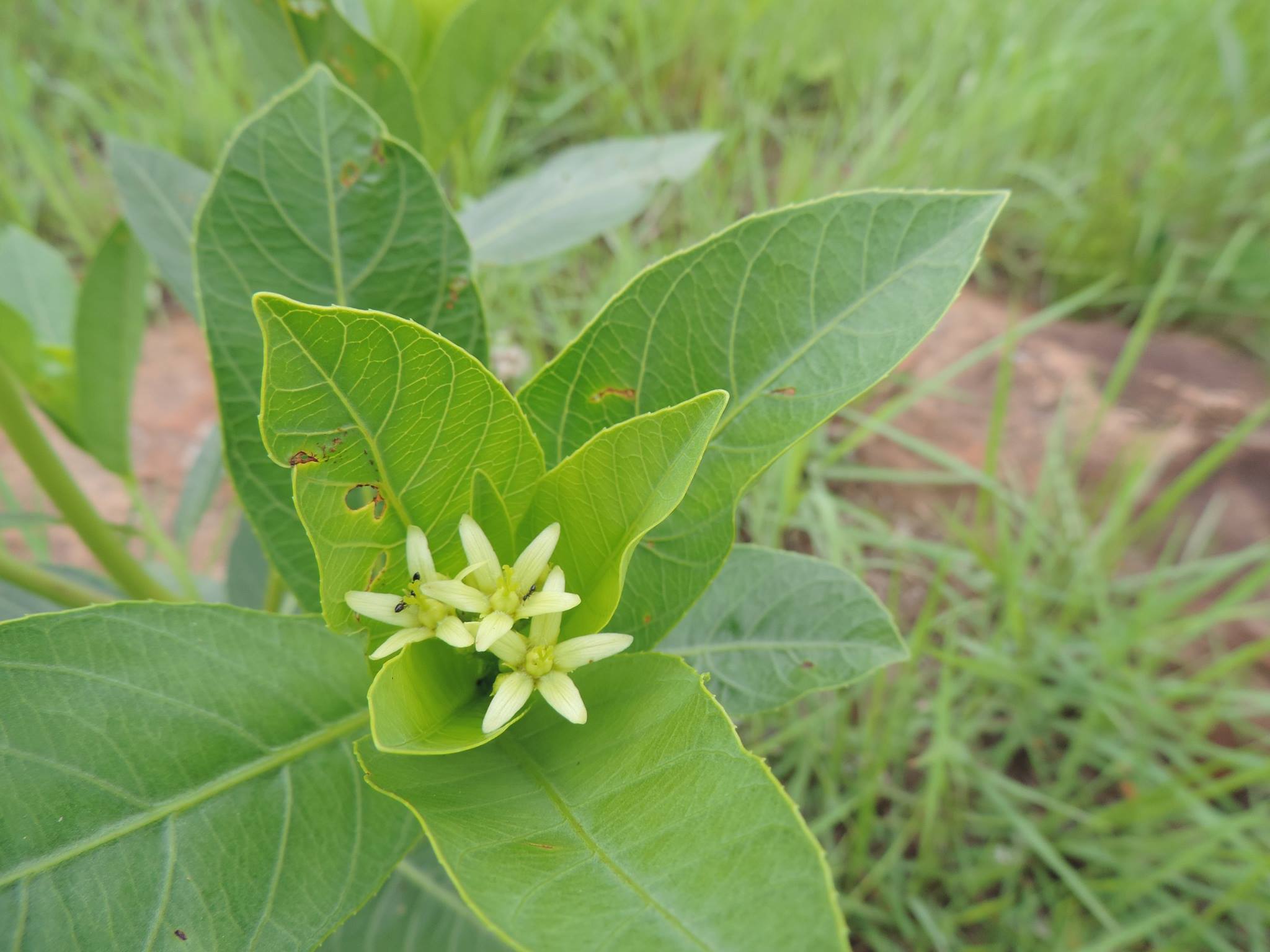 Jatropha latifolia var. subeglandulosa